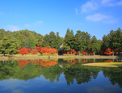 綺麗な紅葉